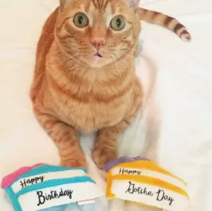 Miso Kitty Gotcha Day Cake